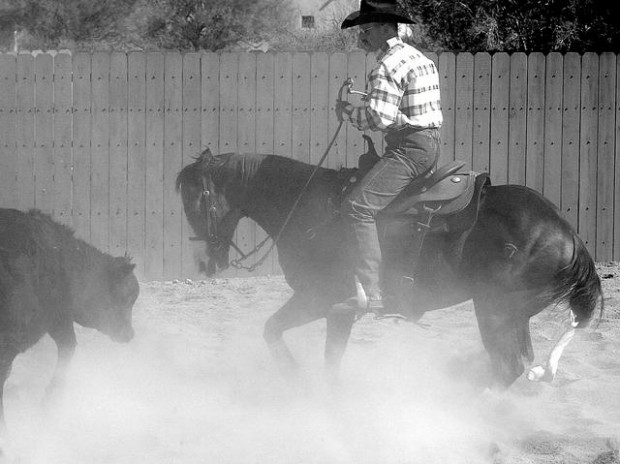 Cow horse, rider fuel tradition  