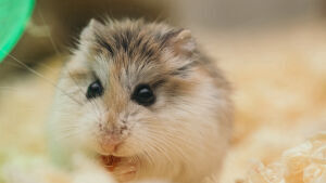 Euthanize hamster hotsell at home