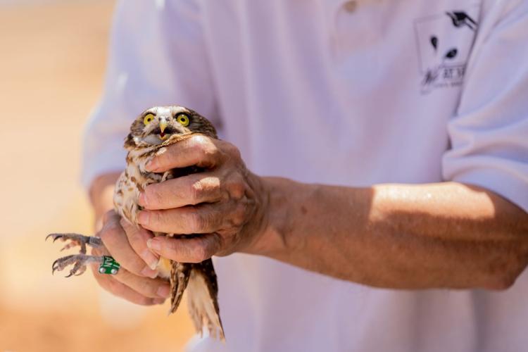 Wildlife experts work to burrowing owls
