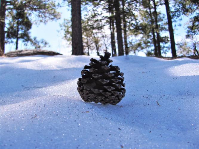 Pine cone on snow
