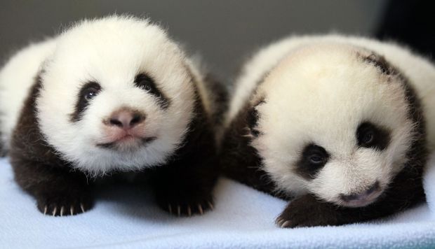 Animal shots of the week