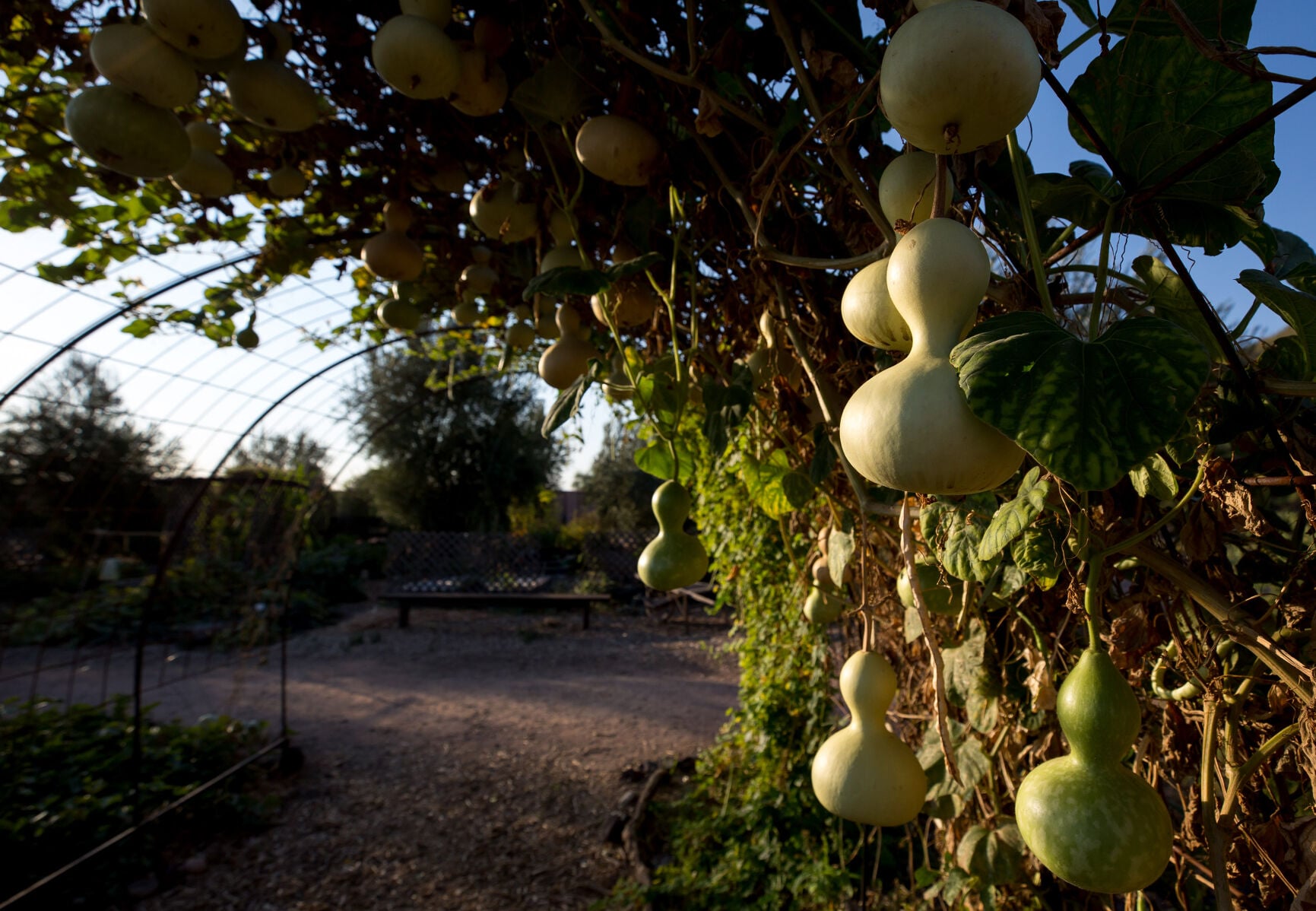A Tucson garden gets historic designation