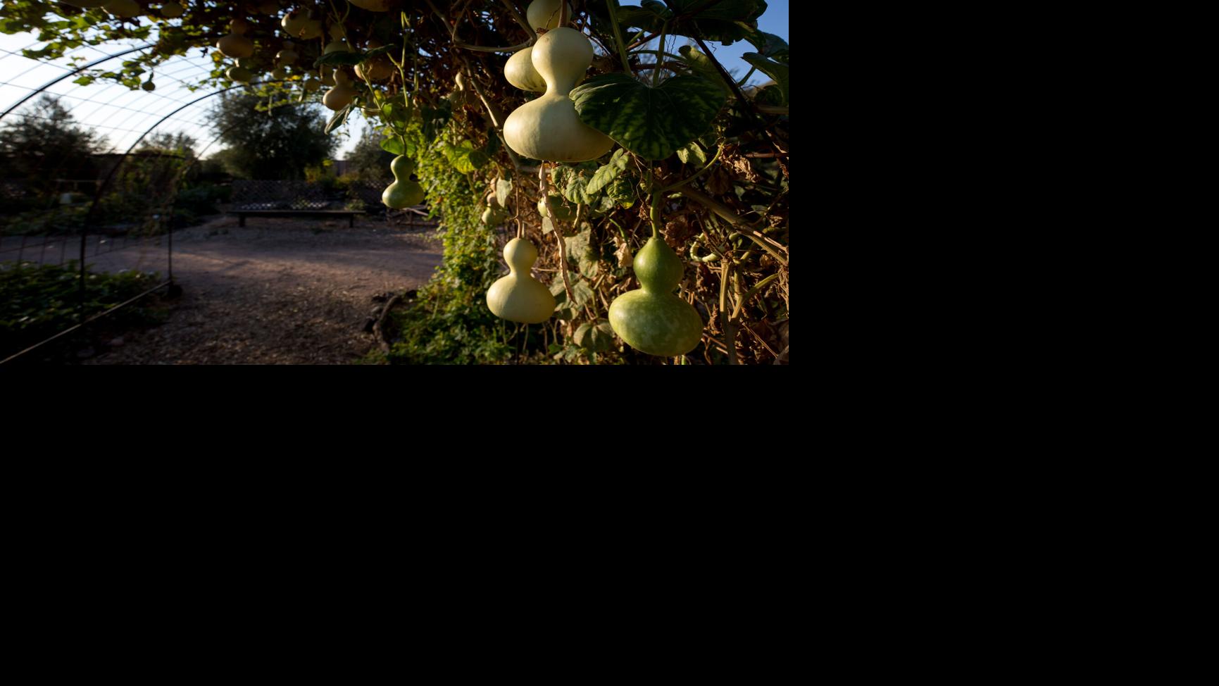 A Tucson garden gets historic designation