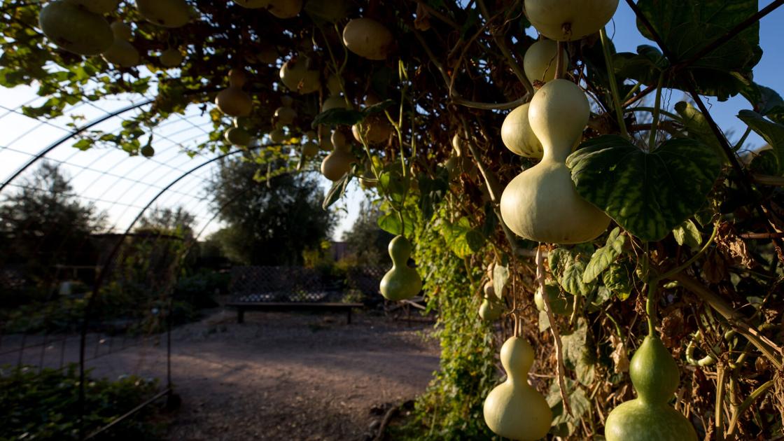 A Tucson garden gets historic designation