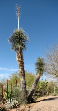 Prune, transplant branches of Yucca