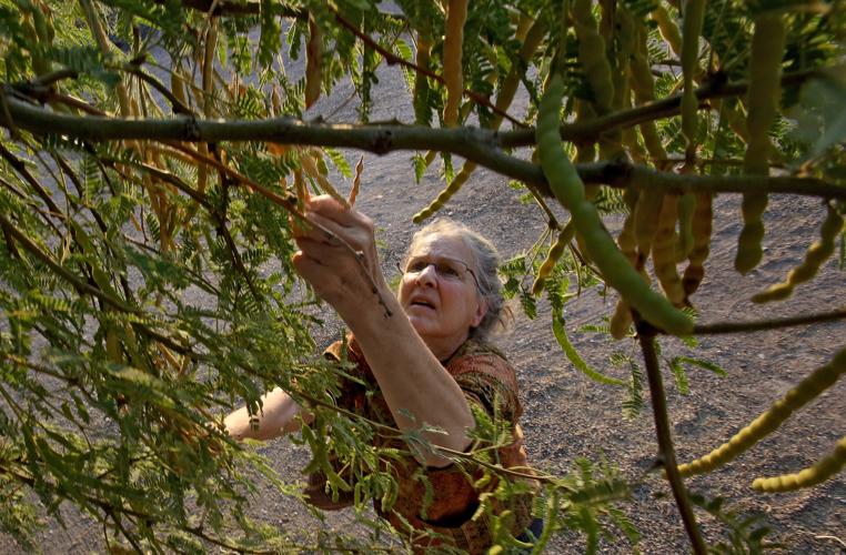 Harvesting mesquite bean pods