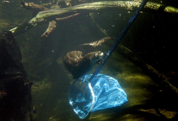 The Arizona-Sonora Desert Museum at 60 years old