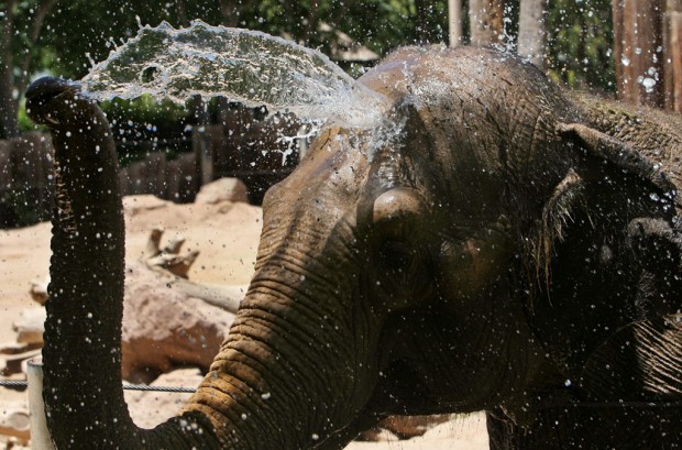 Connie the elephant 