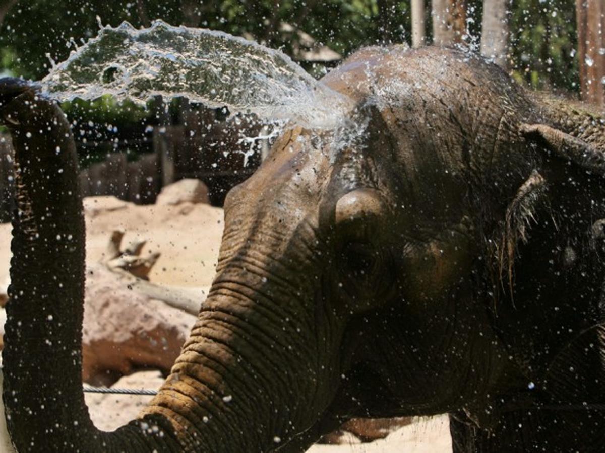 Tucson elephant Connie, euthanized in San Diego, had cancer ...