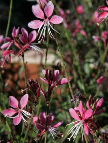 7 native plants for winter flowers in Tucson