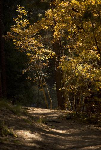 Fall colors on Mount Lemmon