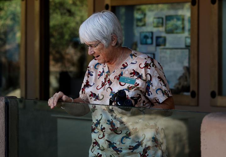 Baby bighorn lamb at the Desert Museum