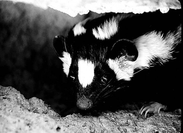 Critter of the Week  
