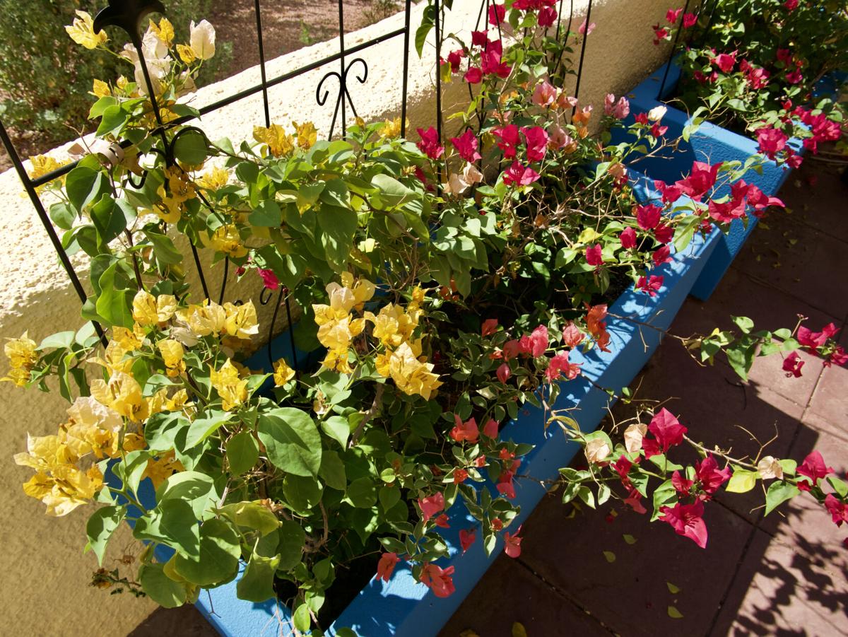 Bougainvilleas along a south wall (copy)