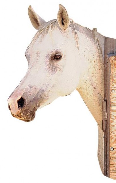 Meet Al-Marah Arabian horses  