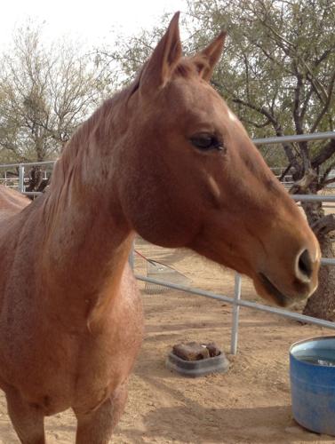 Adopt a Friend: Bobby Sox