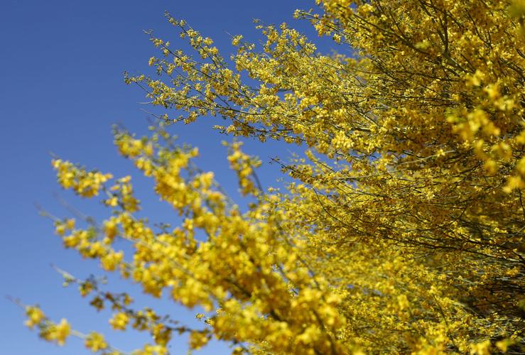 Highly likely Tucson will hit 100 degrees this week (copy)