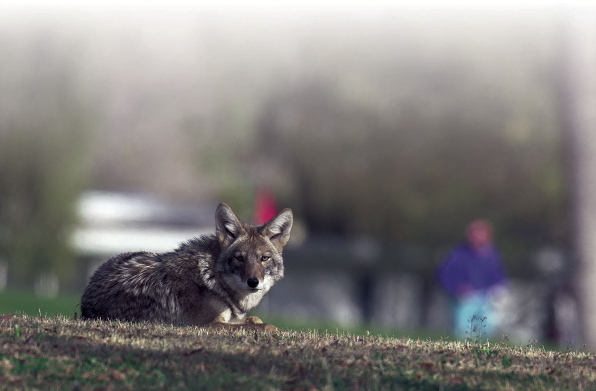 Game and Fish: Quit ratting out Tucson’s mangy coyotes