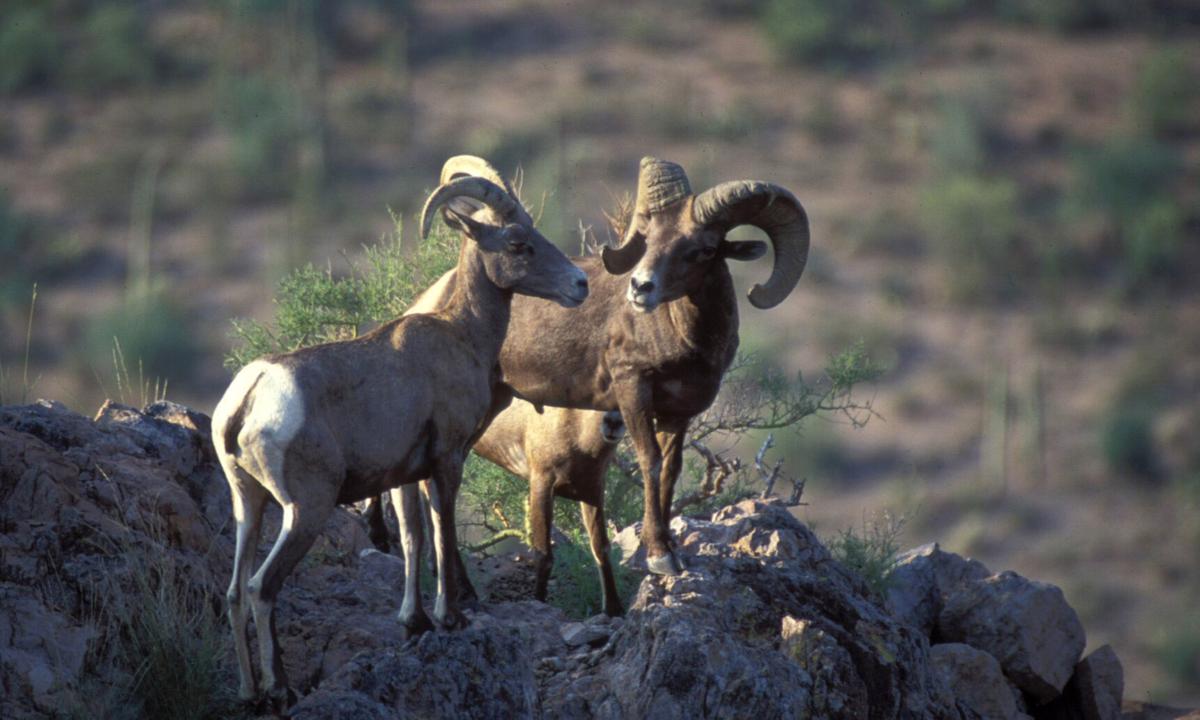 Marana man helps ensure Arizona desert bighorn sheep thrive Local