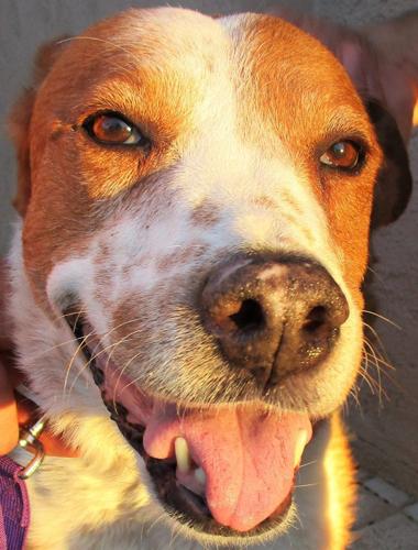 Adopt A Friend: Rosie