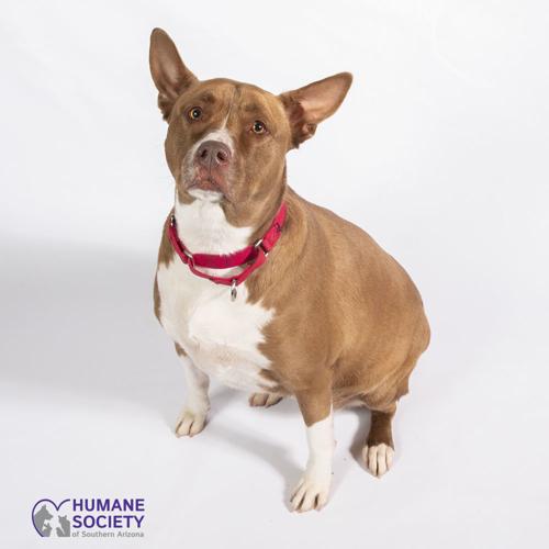 Adopt a friend: Chai