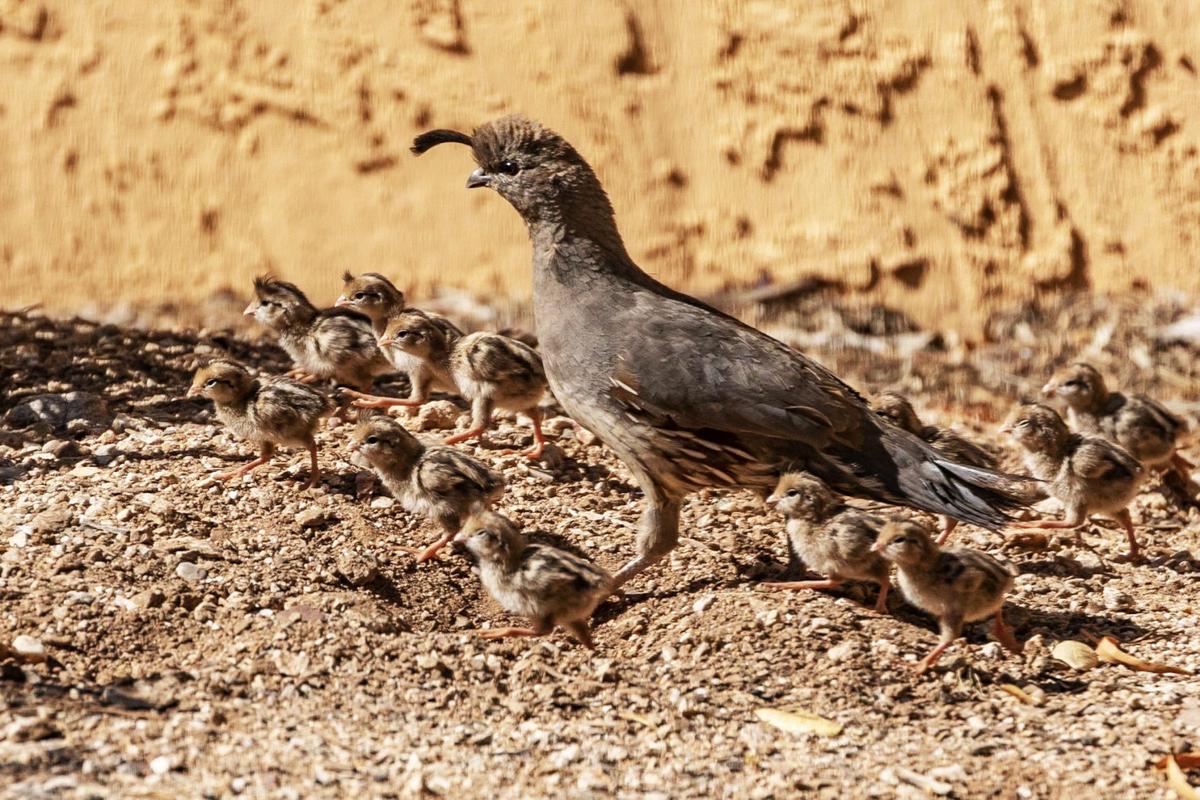 Reader photo — Quail chicks