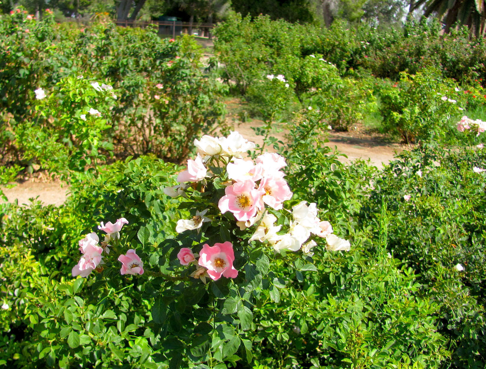 Reid Park Rose Garden Tucson Az