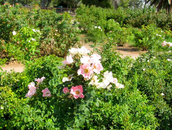Jardiland - 🌸Conseils plantation : la rose du désert 🌸