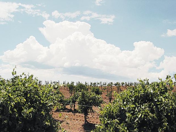 Day Trip: Vineyards dot landscape in hills of Elgin  