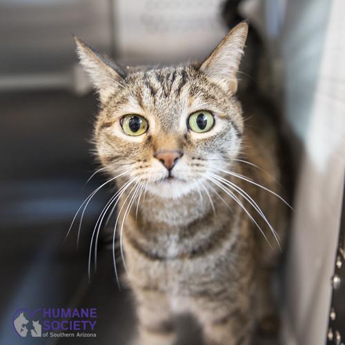 Adopt a friend: Hannah