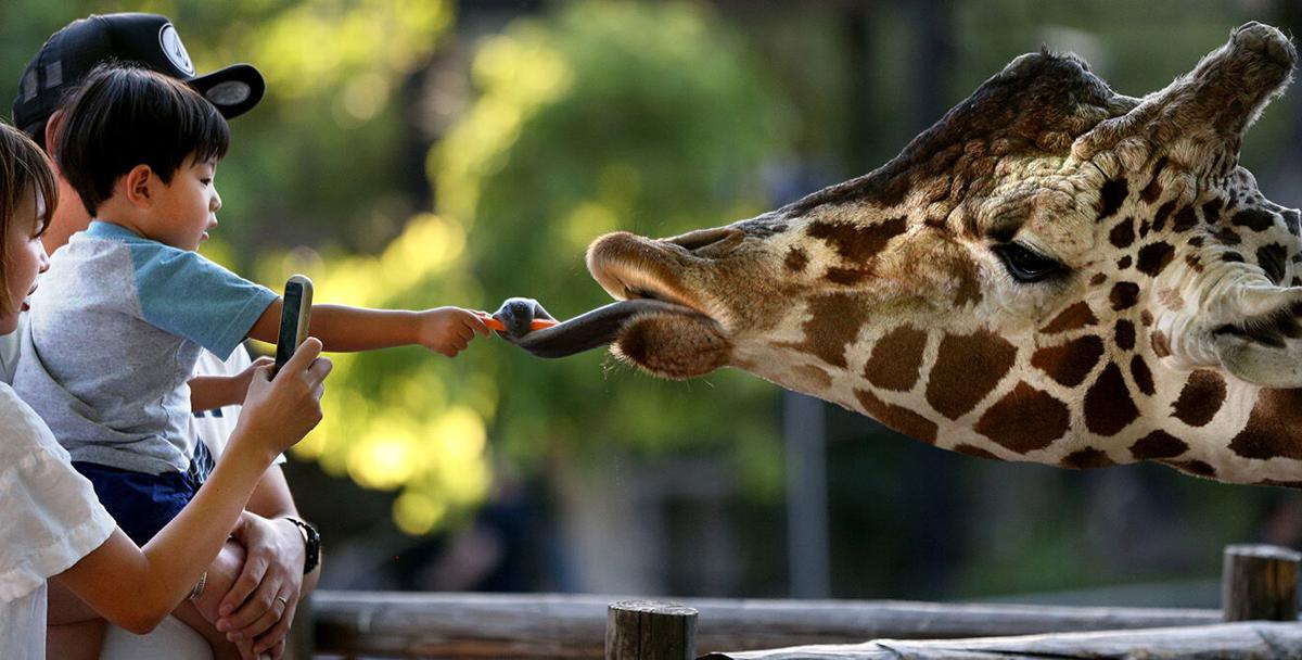 A giraffe at Tucson's Reid Park Zoo euthanized
