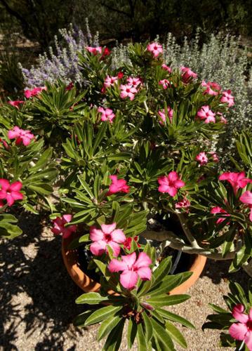 40th anniversary of Tucson Botanical Gardens