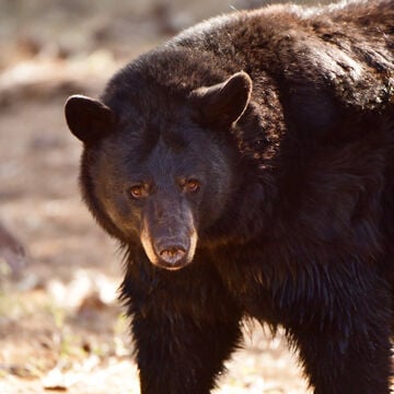 Watch AZGFD researchers go inside a black bear den