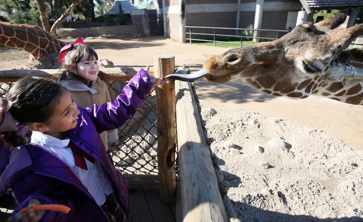 Denver the giraffe