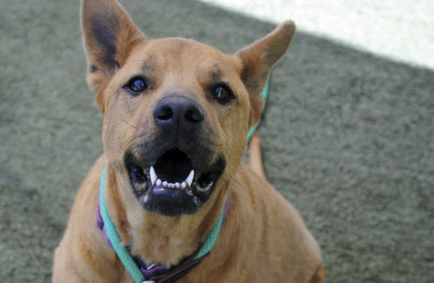 Pima Animal Care Center