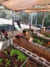 Local resources zero in on issues that crop up while gardening in the Sonoran desert