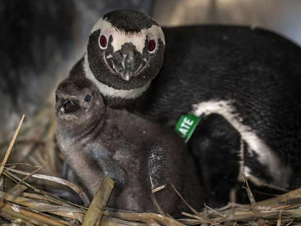 Animal shots of the week