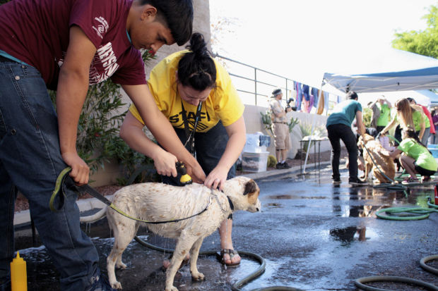 Dirty dogs get a good scrub    