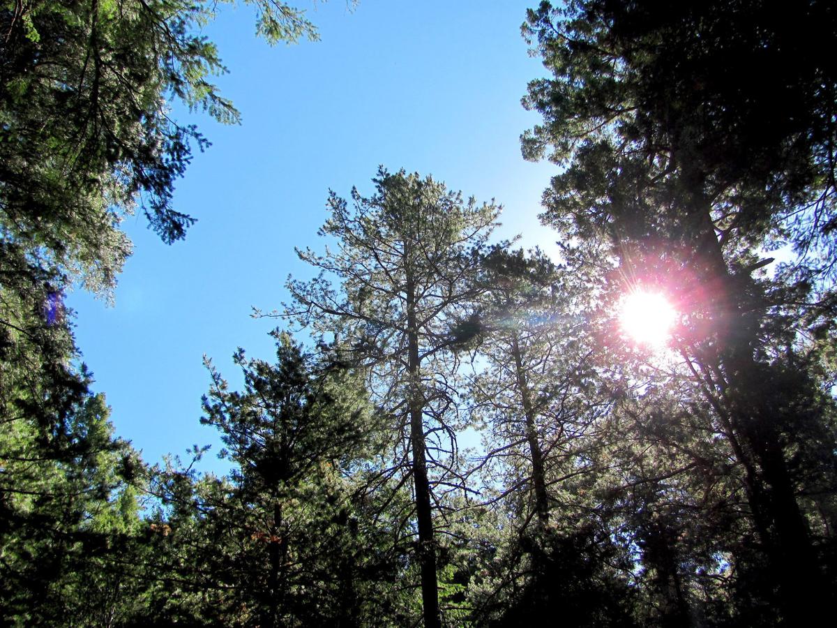 Sunlight in the forest canopy