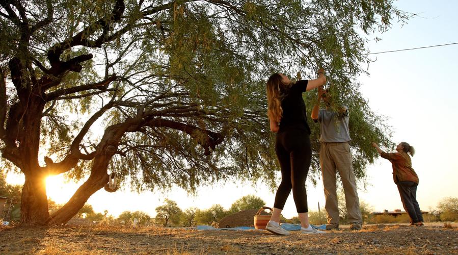 Harvesting mesquite bean pods
