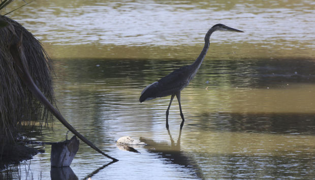 Wake up with the birds