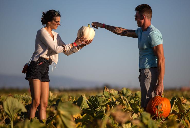Pumpkin Patch
