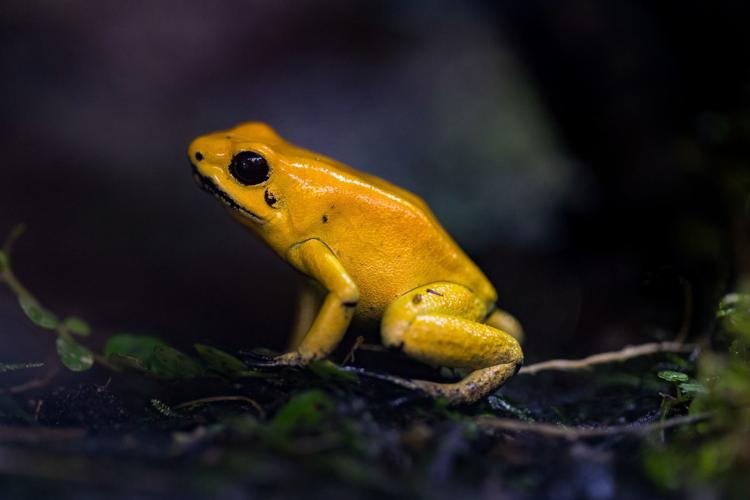 Posion Dart Frog.jpg