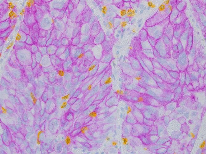 University of Arizona: The Art of Science