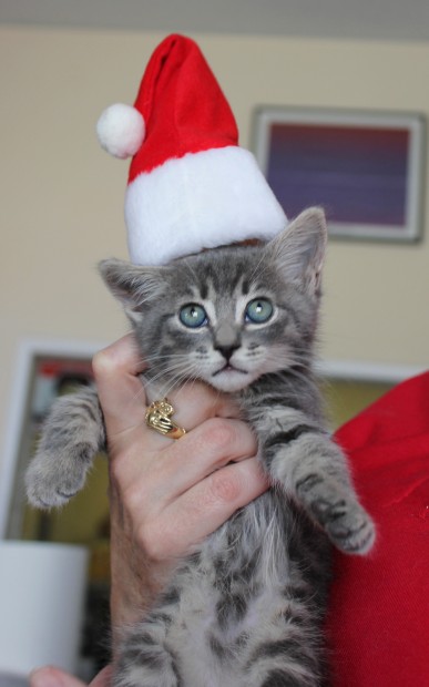 Dress your pet contest