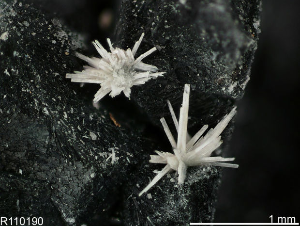 Arizona is new frontier in search for vital 'rare earth' elements    