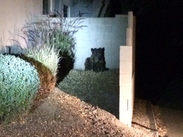 Bear killed on Tucson's NE side