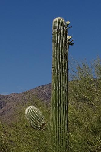 Saguaro florece