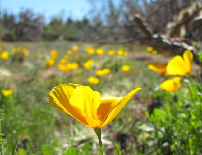 Gold poppies