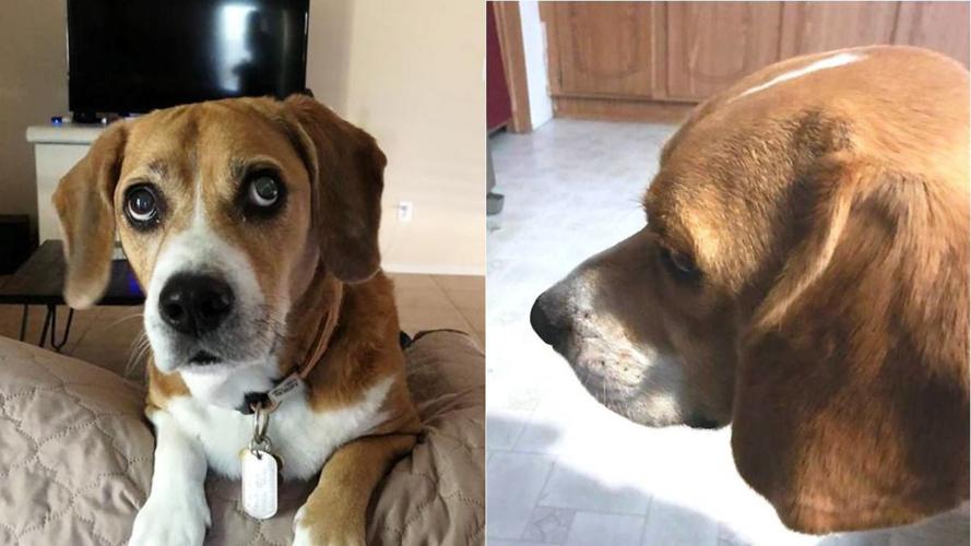 Adopt a friend: Duke and Bo